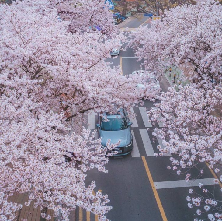 أزهار الكرز بعيون المصورة الفوتوغرافية الكورية “نام تيه هيون” “Nam tae hyeon”